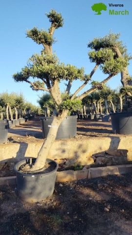 OLEA EUROPAEA C130L - 70cm 50/60 PON PON