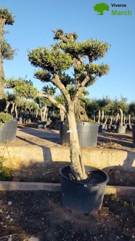 OLEA EUROPAEA C130L - 70cm 50/60 PON PON