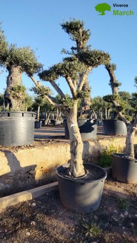 OLEA EUROPAEA C130L - 70cm 50/60 PON PON