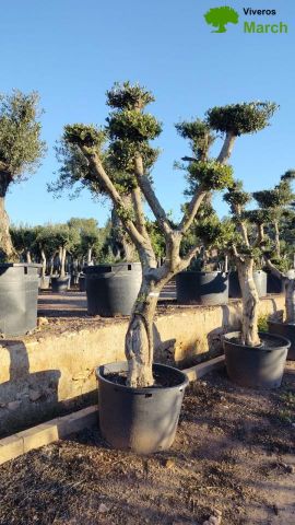 OLEA EUROPAEA C130L - 70cm 50/60 PON PON