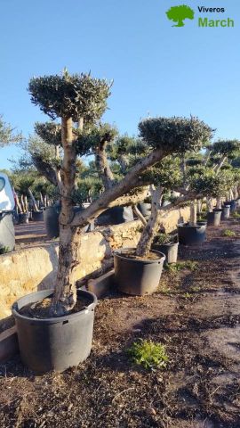 OLEA EUROPAEA C130L - 70cm 50/60 PON PON
