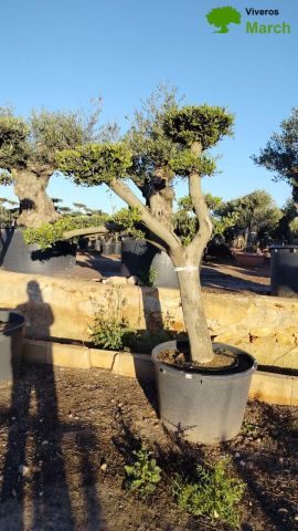 OLEA EUROPAEA C130L - 70cm 50/60 PON PON