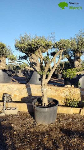OLEA EUROPAEA C130L - 70cm 50/60 PON PON