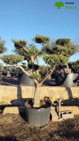 OLEA EUROPAEA C130L - 70cm 50/60 PON PON