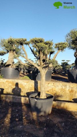 OLEA EUROPAEA C130L - 70cm 50/60 PON PON