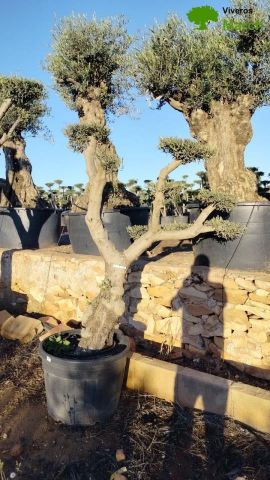 OLEA EUROPAEA C130L - 70cm 50/60 PON PON