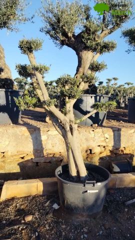 OLEA EUROPAEA C130L - 70cm 50/60 PON PON