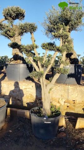 OLEA EUROPAEA C130L - 70cm 50/60 PON PON