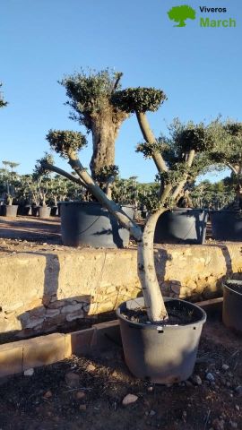 OLEA EUROPAEA C130L - 70cm 50/60 PON PON