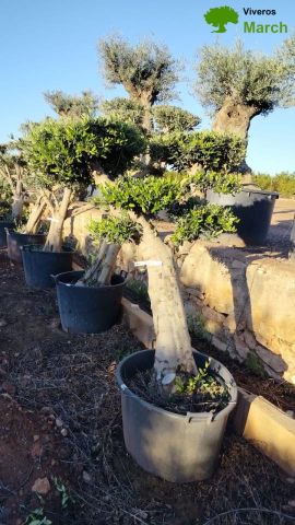 OLEA EUROPAEA C130L - 70cm 50/60 PON PON