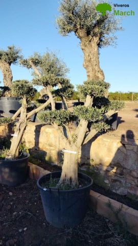 OLEA EUROPAEA C130L - 70cm 50/60 PON PON