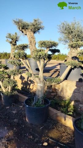 OLEA EUROPAEA C130L - 70cm 50/60 PON PON