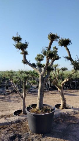 OLEA EUROPAEA C130L - 70cm 50/60 PON PON