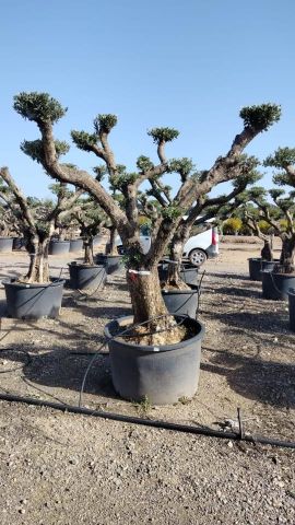 OLEA EUROPAEA C230L - 85cm 60/80 PON PON