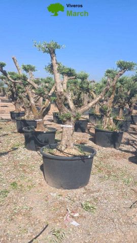 OLEA EUROPAEA C230L - 85cm 60/80 PON PON