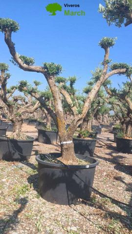 OLEA EUROPAEA C230L - 85cm 60/80 PON PON