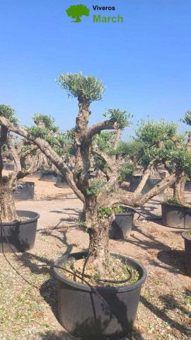OLEA EUROPAEA C230L - 85cm 60/80 PON PON