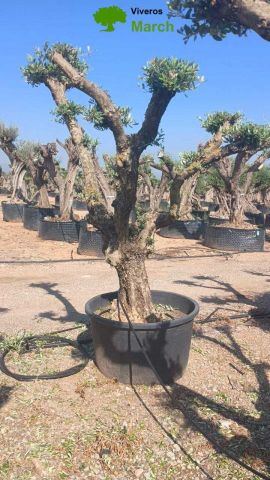 OLEA EUROPAEA C230L - 85cm 60/80 PON PON