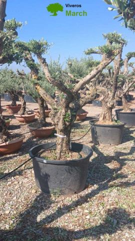 OLEA EUROPAEA C230L - 85cm 60/80 PON PON