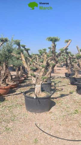 OLEA EUROPAEA C230L - 85cm 60/80 PON PON