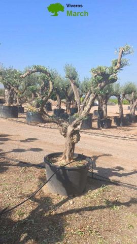 OLEA EUROPAEA C230L - 85cm 60/80 PON PON