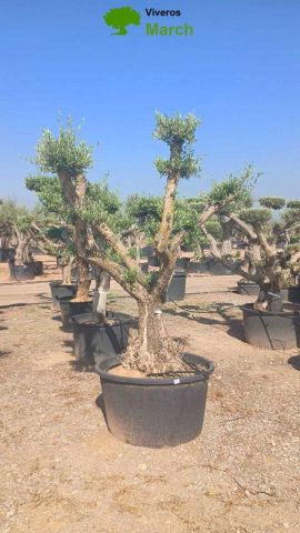 OLEA EUROPAEA C230L - 85cm 60/80 PON PON