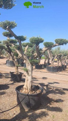 OLEA EUROPAEA C230L - 85cm 60/80 PON PON