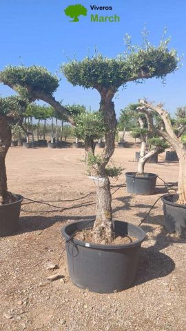 OLEA EUROPAEA C230L - 85cm 60/80 PON PON