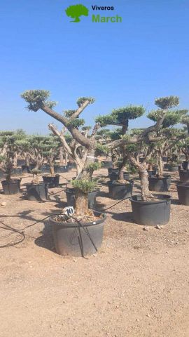 OLEA EUROPAEA C230L - 85cm 60/80 PON PON