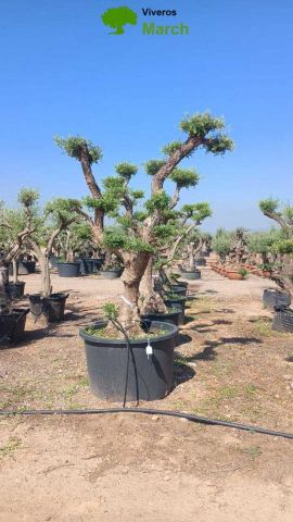 OLEA EUROPAEA C230L - 85cm 60/80 PON PON