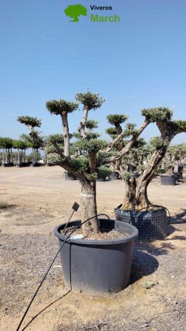 OLEA EUROPAEA C230L - 85cm 60/80 PON PON