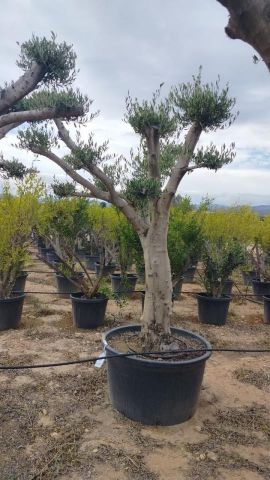 OLEA EUROPAEA C230L - 85cm 60/80 PON PON
