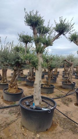 OLEA EUROPAEA C230L - 85cm 60/80 PON PON