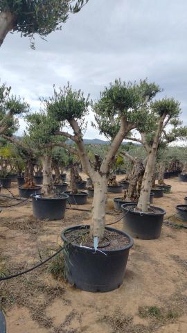 OLEA EUROPAEA C230L - 85cm 60/80 PON PON