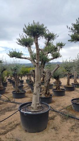 OLEA EUROPAEA C230L - 85cm 60/80 PON PON