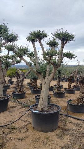 OLEA EUROPAEA C230L - 85cm 60/80 PON PON