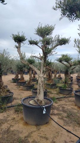 OLEA EUROPAEA C230L - 85cm 60/80 PON PON