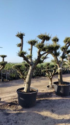 OLEA EUROPAEA C230L - 85cm 60/80 PON PON