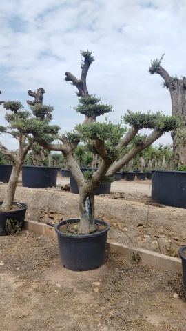 OLEA EUROPAEA C230L - 85cm 60/80 PON PON