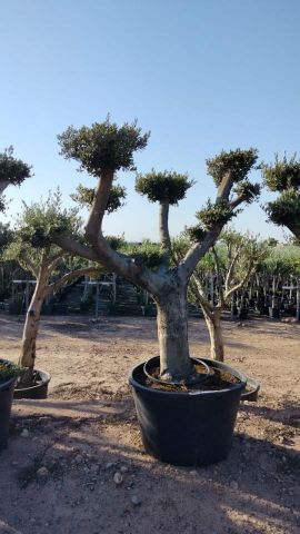 OLEA EUROPAEA C230L - 85cm 60/80 PON PON