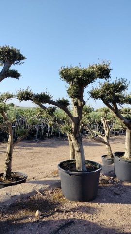 OLEA EUROPAEA C230L - 85cm 60/80 PON PON