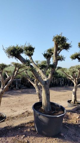 OLEA EUROPAEA C230L - 85cm 60/80 PON PON