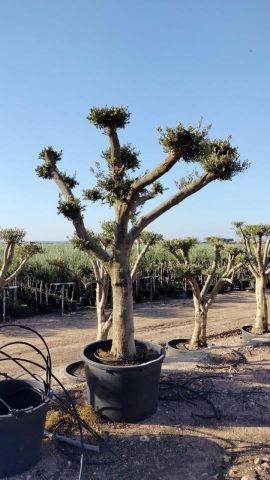 OLEA EUROPAEA C230L - 85cm 60/80 PON PON