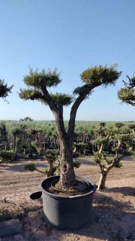 OLEA EUROPAEA C230L - 85cm 60/80 PON PON