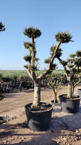 OLEA EUROPAEA C230L - 85cm 60/80 PON PON