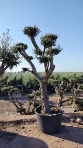 OLEA EUROPAEA C230L - 85cm 60/80 PON PON