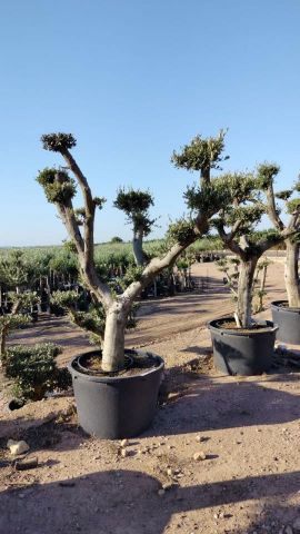 OLEA EUROPAEA C230L - 85cm 60/80 PON PON