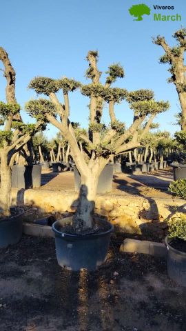 OLEA EUROPAEA C230L - 85cm 60/80 PON PON