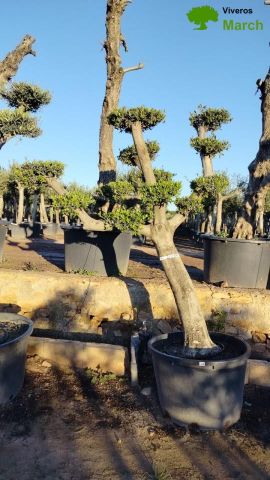 OLEA EUROPAEA C230L - 85cm 60/80 PON PON