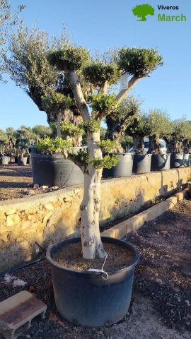 OLEA EUROPAEA C230L - 85cm 60/80 PON PON
